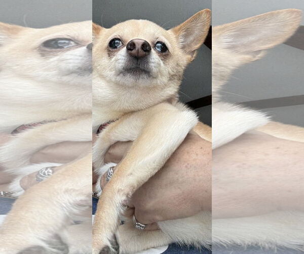 Medium Photo #2 Chihuahua Puppy For Sale in Wheaton, IL, USA