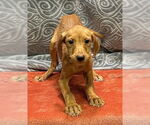 Small Labrador Retriever Mix