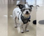 Small #1 Mutt