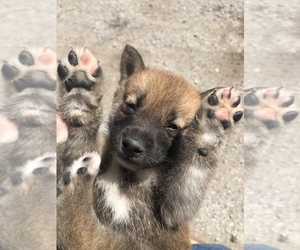 Shiba Inu Puppy for sale in SULLIVAN, IL, USA