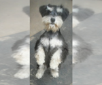 Small Photo #6 Schnauzer (Miniature) Puppy For Sale in TOLEDO, OH, USA