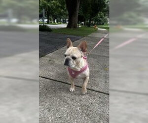 French Bulldog Dogs for adoption in Wheaton, IL, USA