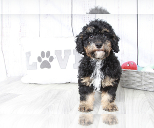 Miniature Bernedoodle Puppy for sale in MARIETTA, GA, USA