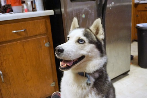 Medium Photo #1 Siberian Husky Puppy For Sale in CASSVILLE, WI, USA