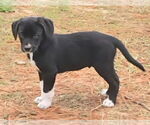 Small #2 Labrador Retriever Mix