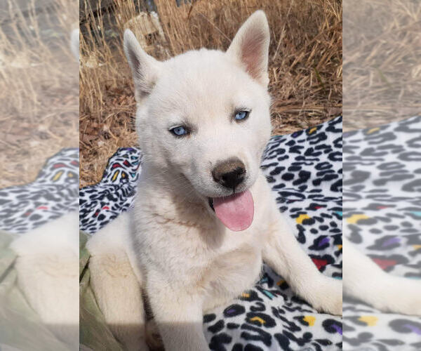 Medium Photo #3 Siberian Husky Puppy For Sale in PIKEVILLE, TN, USA
