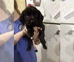 Small #6 Boykin Spaniel