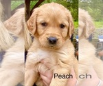 Puppy Peach Creme Labrador Retriever