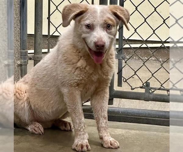 Medium Photo #2 Mutt Puppy For Sale in Santa Rosa, CA, USA