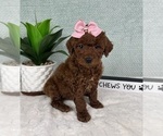 Small Photo #5 Goldendoodle (Miniature) Puppy For Sale in GREENFIELD, IN, USA
