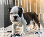 Small Photo #1 English Bulldog Puppy For Sale in HOUSTON, TX, USA