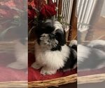Small Photo #12 Shih Tzu Puppy For Sale in BRIDGETON, NJ, USA