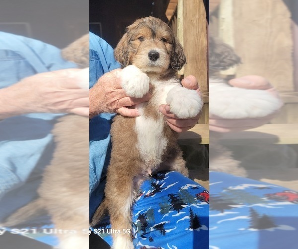 Medium Photo #16 Great Bernese-Poodle (Standard) Mix Puppy For Sale in JONESVILLE, VA, USA
