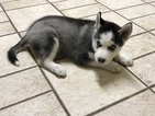 Small Photo #9 Siberian Husky Puppy For Sale in MOORE, SC, USA