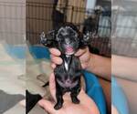 Small Photo #29 French Bulldog Puppy For Sale in FONTANA, CA, USA