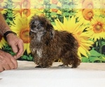 Spirit - Male Poodle (Toy) Puppy for Sale - Photo #17