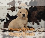 Puppy Orange Female Golden Retriever