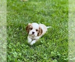 Small Photo #1 Cavalier King Charles Spaniel Puppy For Sale in BOERNE, TX, USA