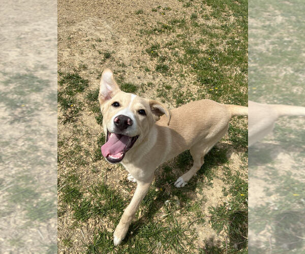 Medium Photo #4 Labrador Retriever Puppy For Sale in Evansville, IN, USA