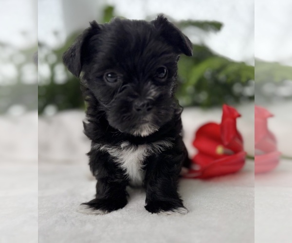 Medium Photo #5 Morkie Puppy For Sale in ROCK STREAM, NY, USA