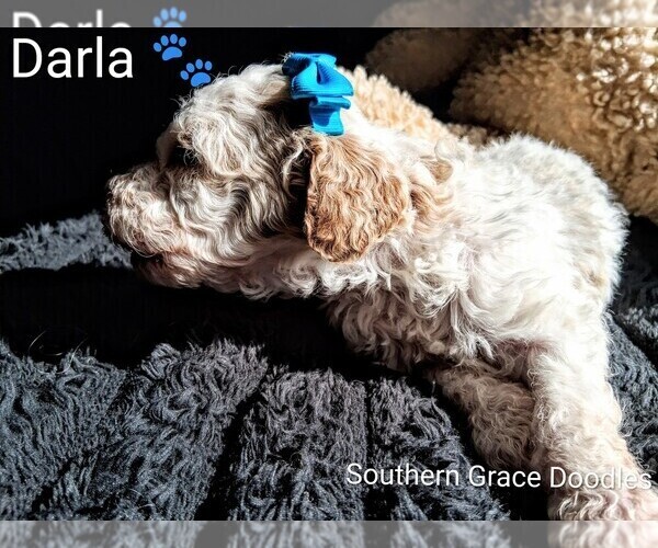Medium Photo #3 Goldendoodle (Miniature) Puppy For Sale in GASTONIA, NC, USA