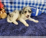 Small Photo #3 Bernedoodle (Miniature) Puppy For Sale in COLORADO SPRINGS, CO, USA
