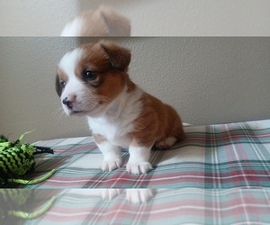 Medium Dorgi-Pembroke Welsh Corgi Mix