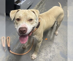 American Bulldog-Unknown Mix Dogs for adoption in Tallahassee, FL, USA