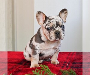 French Bulldog Puppy for sale in LANCASTER, PA, USA