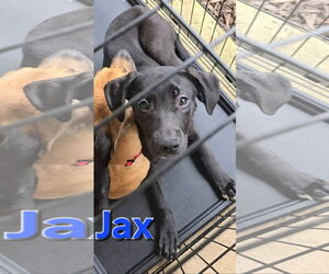 Jax - Male Siberian Husky-Unknown Mix Dog for Adoption - Photo #13