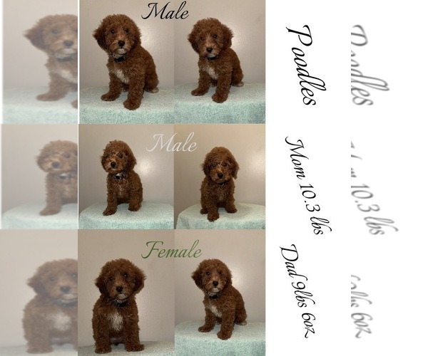 Medium Photo #2 Poodle (Toy) Puppy For Sale in DUBUQUE, IA, USA