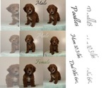 Small #1 Poodle (Toy)