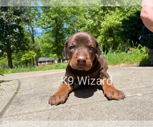 Medium Photo #1 Doberman Pinscher Puppy For Sale in DEEP GAP, NC, USA