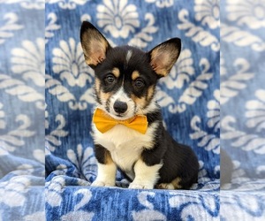 Pembroke Welsh Corgi Puppy for sale in QUARRYVILLE, PA, USA