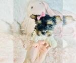 Small Photo #9 Biewer Terrier Puppy For Sale in WEST PALM BEACH, FL, USA