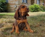 Small #4 Bloodhound