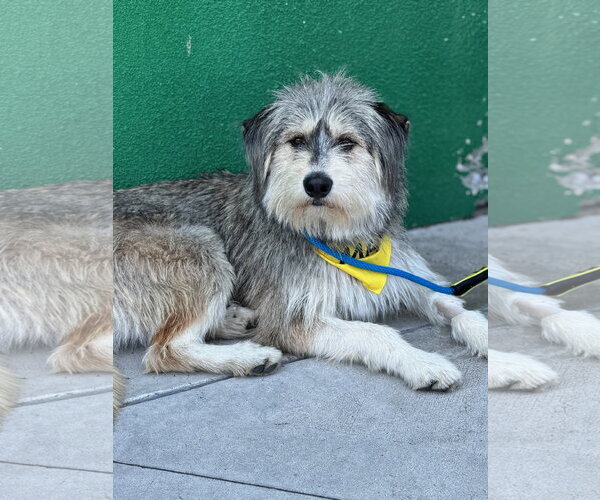 Medium Photo #3 Irish Wolfhound-Unknown Mix Puppy For Sale in Newport Beach, CA, USA