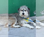 Small #2 Irish Wolfhound Mix