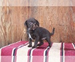 Puppy 5 Miniature Pinscher-Poodle (Toy) Mix