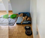 Small #10 German Shepherd Dog Mix