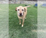 Small #4 Labrador Retriever Mix