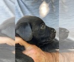 Small Photo #8 Labrador Retriever Puppy For Sale in BROWNS VALLEY, CA, USA
