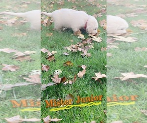 English Cream Golden Retriever Puppy for sale in TACOMA, WA, USA