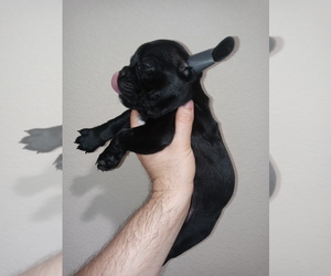 French Bulldog Puppy for sale in ADAMS CITY, CO, USA