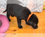 Small #1 Labrador Retriever