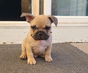 French Bulldog Puppy for sale in PARKER, CO, USA