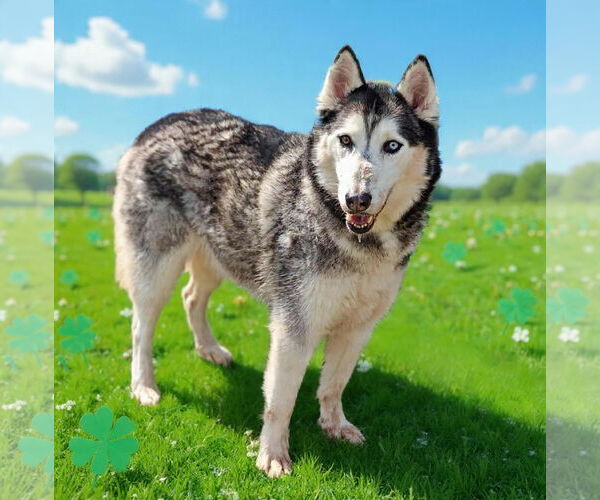 Medium Photo #4 Siberian Husky-Unknown Mix Puppy For Sale in Talladega, AL, USA