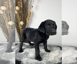 Small #8 Labrador Retriever