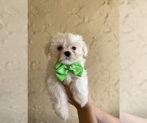 Maltese Puppy for sale in CORAL SPRINGS, FL, USA