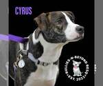 Small #7 American Staffordshire Terrier-Australian Shepherd Mix